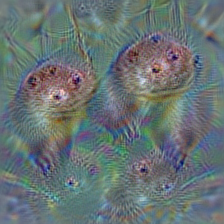 n02442845 mink